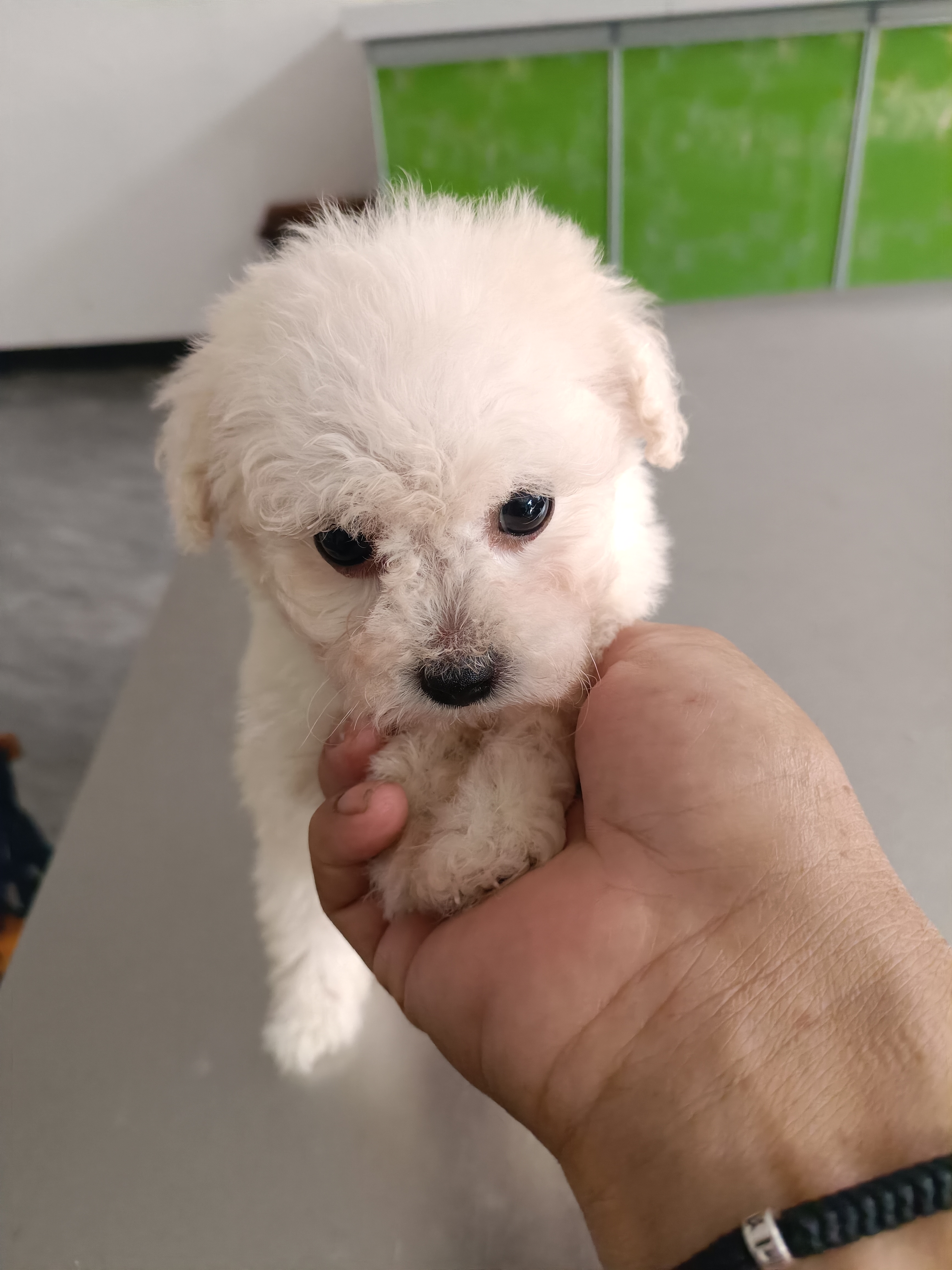 比熊